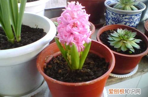 图 土培风信子怎么养 土培风信子的养护方法和注意事项