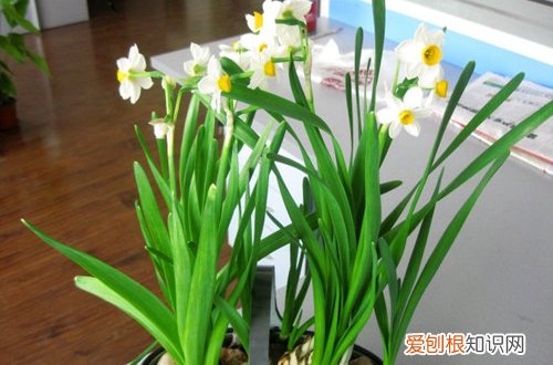 图 水仙花怎么养 水仙花的养护方法和注意事项