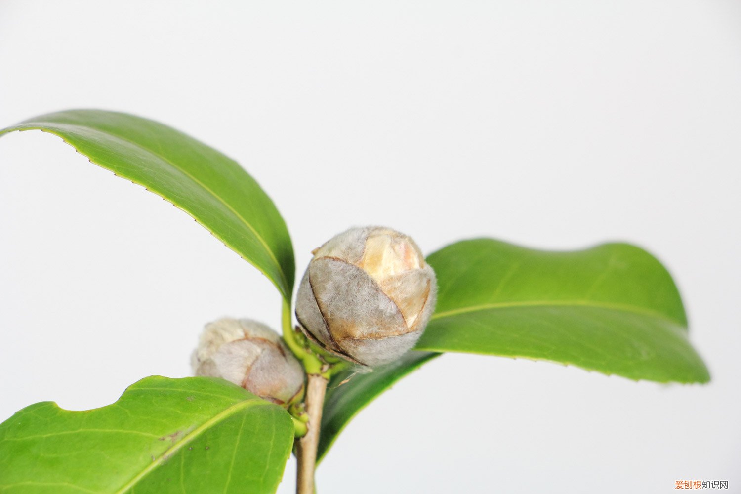 山茶花花期施什么肥 山茶花花期管理要点，山茶花花期怎么施肥
