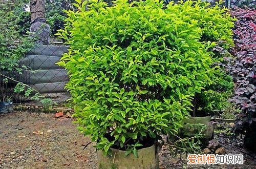 图 假连翘怎么养 假连翘是否适合养殖在室内呢