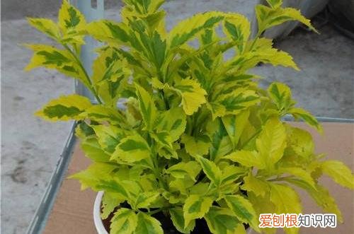 图 假连翘怎么养 假连翘是否适合养殖在室内呢