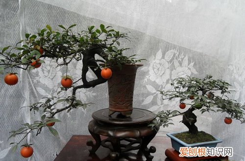 冬天观果植物有哪些 观果植物冬季怎么养护