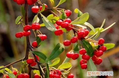 冬天观果植物有哪些 观果植物冬季怎么养护