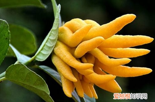 冬天观果植物有哪些 观果植物冬季怎么养护