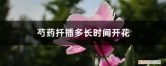 芍药花能插扦吗 芍药扦插多长时间开花，芍药花可以扦插繁殖吗