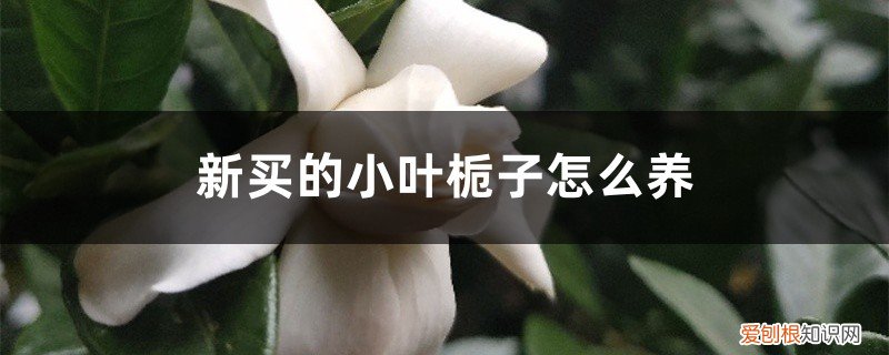 新买的小叶栀子怎么养活 新买的小叶栀子怎么养