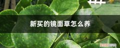 镜面草怎么水养 新买的镜面草怎么养