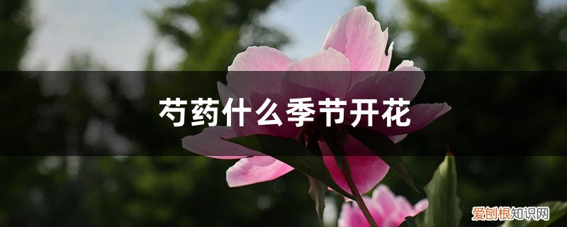 芍药花啥季节开花 芍药什么季节开花，芍药能四季开花吗