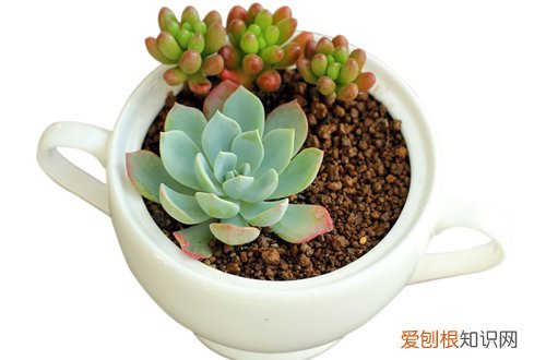 图 什么是植物套袋保湿法 怎么给植物套袋保湿