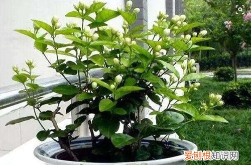 图 茉莉花怎么不长枝叶 茉莉花老养不好的原因