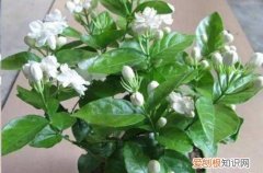 图 茉莉花怎么不长枝叶 茉莉花老养不好的原因