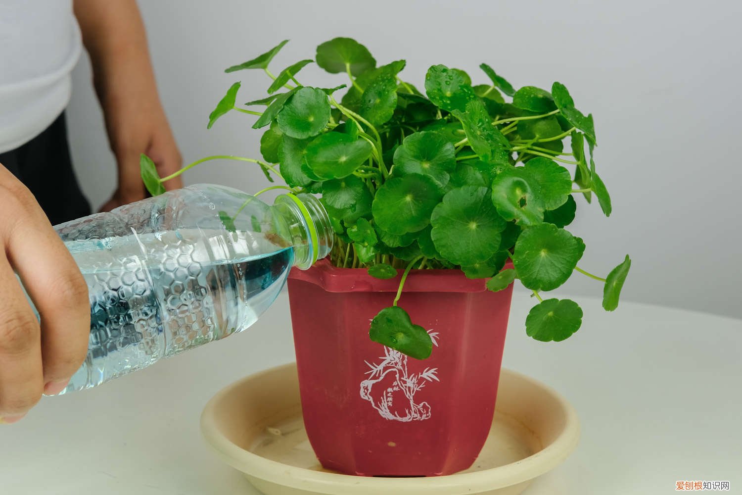 如何水培铜钱草的根 铜钱草水培方法，铜钱草水培怎么固定根