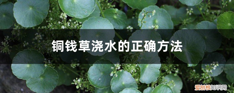 铜钱草浇水和不浇水的生长情况 铜钱草浇水的正确方法，铜钱草浇什么水