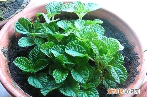 图 怎么判断植物是否已经服盆了 判断植物是否已经服盆的方法