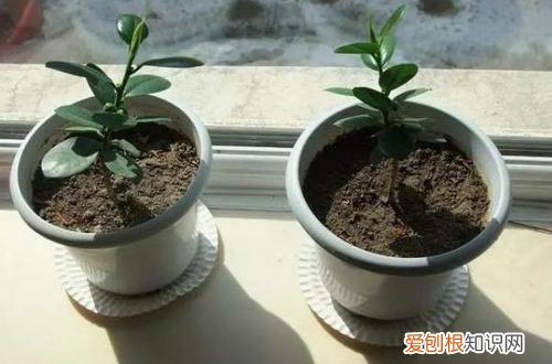 图 怎么判断植物是否已经服盆了 判断植物是否已经服盆的方法
