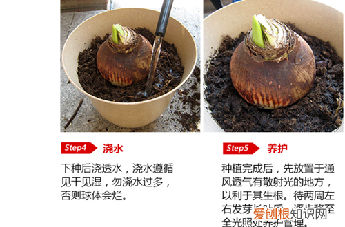 图 洋水仙种植深度要多少 洋水仙种球种植方法