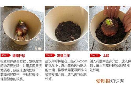 图 洋水仙种植深度要多少 洋水仙种球种植方法