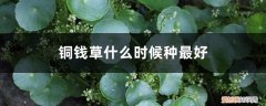 铜钱草什么时候种最好，铜钱草咋种