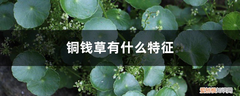 铜钱草有什么特征，铜钱草花是什么样子的