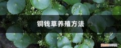 铜钱草养殖方法,铜钱草好不好养活 铜钱草养殖方法，铜钱草好不好养
