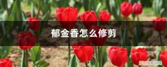 郁金香花谢了如何修剪 郁金香怎么修剪，郁金香要剪枝吗