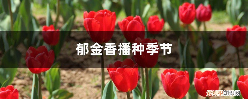 郁金香播种到开花时间 郁金香播种季节，郁金香从播种到开花需要多少天