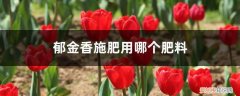 郁金香多久施一次肥 郁金香施肥用哪个肥料，郁金香什么时候施肥