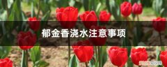 郁金香要每天浇水吗 郁金香浇水注意事项，郁金香多久浇一次水