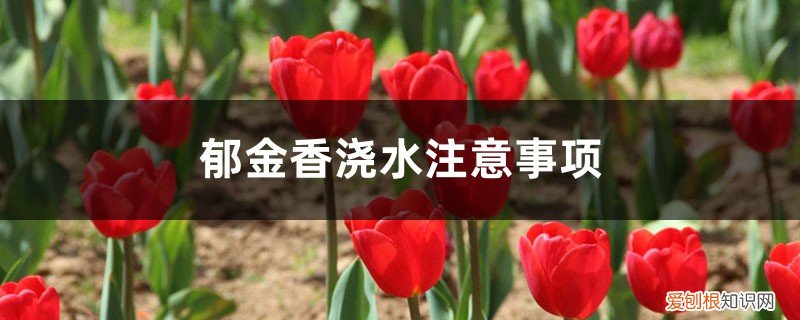 郁金香要每天浇水吗 郁金香浇水注意事项，郁金香多久浇一次水