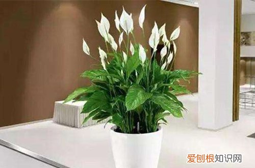 图 植物开花后怎么处理 这三种花开花后这样处理