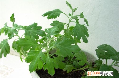 图 植物开花后怎么处理 这三种花开花后这样处理