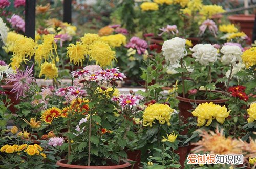 图 植物开花后怎么处理 这三种花开花后这样处理