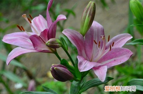 图 植物开花后怎么处理 这三种花开花后这样处理