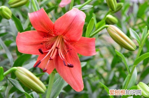 图 植物开花后怎么处理 这三种花开花后这样处理