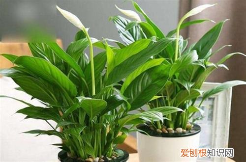 图 植物开花后怎么处理 这三种花开花后这样处理