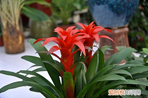 图 鸿运当头怎么养才能开花 让鸿运当头开花的方法