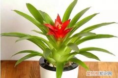 图 鸿运当头怎么养才能开花 让鸿运当头开花的方法