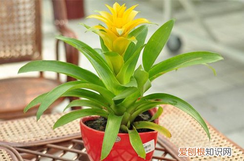 图 鸿运当头怎么养才能开花 让鸿运当头开花的方法