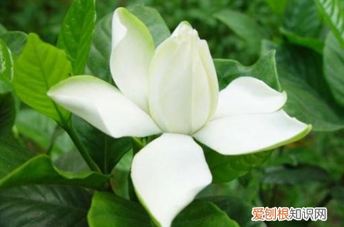 栀子花为什么不开花 栀子花不开花怎么办(图）