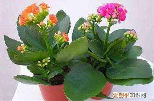 图 怎么让长寿花多开花 长寿花开花爆盆的方法