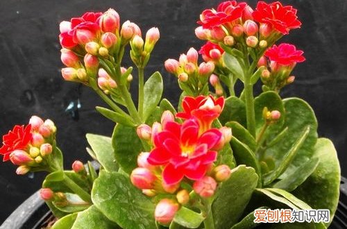 图 怎么让长寿花多开花 长寿花开花爆盆的方法