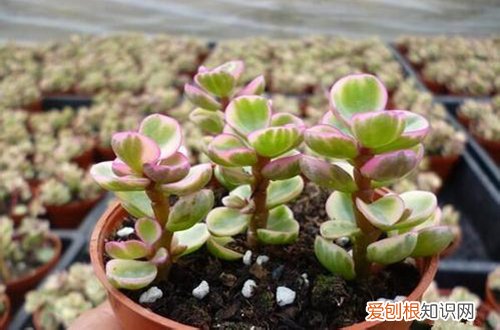 图 养花适用什么样的复合肥 复合肥可以用来养花吗