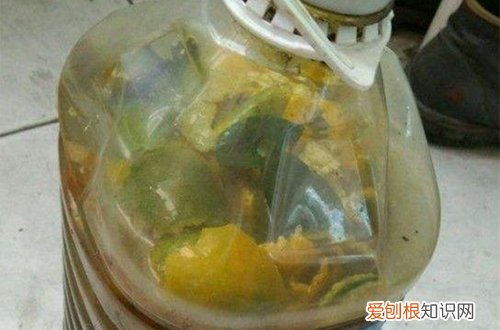 橘子皮可以当花的肥料吗 橘子皮可以养花吗，可以用橘子皮来养花做花肥，让花卉长得美美的