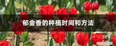 郁金香的种植方法和时间地栽 郁金香的种植时间和方法，郁金香种球种植