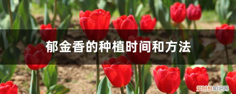 郁金香的种植方法和时间地栽 郁金香的种植时间和方法，郁金香种球种植
