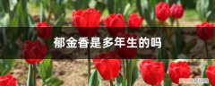 郁金香没有根也能生长吗 郁金香是多年生的吗，郁金香球根能用几年