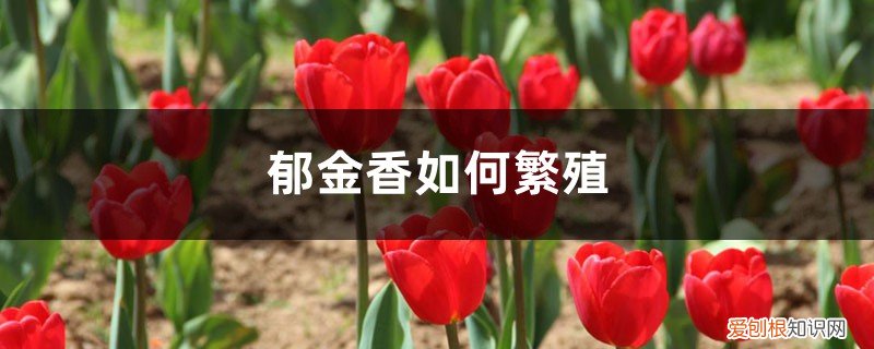 郁金香繁殖方式是什么 郁金香如何繁殖,郁金香主要繁殖方式