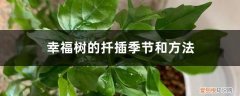 幸福树的枝条可以扦插吗 幸福树的扦插季节和方法，幸福树新枝可以扦插吗