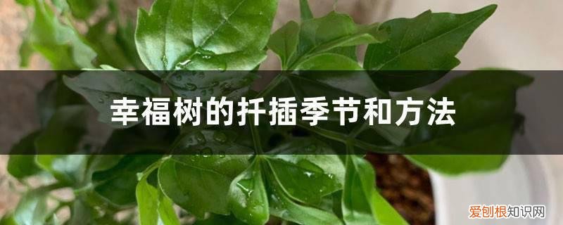 幸福树的枝条可以扦插吗 幸福树的扦插季节和方法，幸福树新枝可以扦插吗