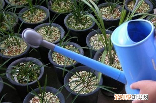 花浇水浇多蔫了怎么办 不浇水蔫,浇水烂,养花到底要怎么浇水呢?